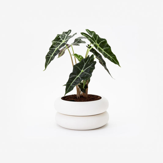 Stacking Planter Short - White by Chen Chen and Kai Williams