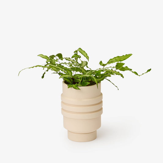 Strata Plant Vessel - Cream by Simone Brewster